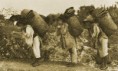 /album/fotogaleria/agricultura-jpg/