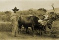 /album/fotogaleria/ganaderia-jpg/